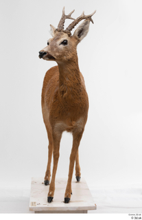 European roe deer whole body 0003.jpg